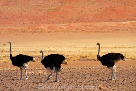 Africa;arid;bird;bird-spotting;birds;desert;deserts;dry;dune;dunes;game-viewing;hot;Namib-Desert;Namib-Naukluft-N.P.;Namib-Naukluft-National-Park;Namib-Naukluft-NP;Namib_Naukluft-N.P.;Namib_Naukluft-National-Park;Namib_Naukluft-NP;Namibia;national-park;national-parks;natural;nature;orange-sand;Ostrich;ostriches;remote;remoteness;reserve;reserves;sand;sand-dune;sand-dunes;sand-hill;sand-hills;sand_dune;sand_dunes;sand_hill;sand_hills;sanddune;sanddunes;sandhill;sandhills;sandy;Southern-Africa;Struthio-camelus;wild;wilderness;wildlife