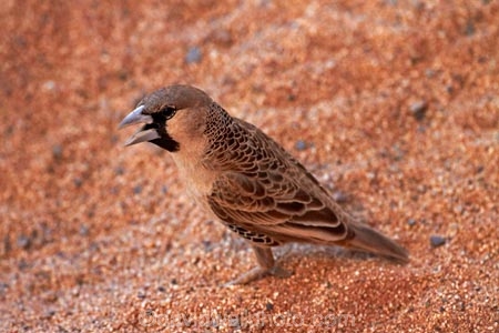 Africa;animal;bird-birds;desert;deserts;dune;Namib-Desert;Namib-Naukluft-N.P.;Namib-Naukluft-National-Park;Namib-Naukluft-NP;Namib_Naukluft-N.P.;Namib_Naukluft-National-Park;Namib_Naukluft-NP;Namibia;national-park;national-parks;orange-sand;Philetairus-socius;reserve;reserves;sand;sandy;Sociable-Weaver;Sociable-Weavers;Social-Weaver;Social-Weavers;Southern-Africa;wildlife
