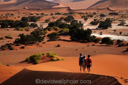 Africa;arid;big-dunes;children;desert;deserts;dry;dune;dunes;families;family;family-holiday;family-holidays;giant-dune;giant-dunes;giant-sand-dune;giant-sand-dunes;holiday;holidays;hot;huge-dunes;large-dunes;Namib-Desert;Namib-Naukluft-N.P.;Namib-Naukluft-National-Park;Namib-Naukluft-NP;Namib_Naukluft-N.P.;Namib_Naukluft-National-Park;Namib_Naukluft-NP;Namibia;national-park;national-parks;natural;orange-sand;people;person;remote;remoteness;reserve;reserves;sand;sand-dune;sand-dunes;sand-hill;sand-hills;sand_dune;sand_dunes;sand_hill;sand_hills;sanddune;sanddunes;sandhill;sandhills;sandy;Sossusvlei;Southern-Africa;tourism;tourist;tourists;wilderness