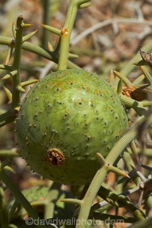 nara-melon;nara-melons;nara-plant;Acanthosicyos-horridus;Africa;desert-melon;desert-melons;Namib-Naukluft-N.P.;Namib-Naukluft-National-Park;Namib-Naukluft-NP;Namib_Naukluft-N.P.;Namib_Naukluft-National-Park;Namib_Naukluft-NP;Namibia;nara-melon;nara-melons;Nara-plant;Sandwich-Harbour-4wd-tour;Sandwich-Harbour-4x4-tour;Southern-Africa;Walfischbai;Walfischbucht;Walvis-Bay;Walvisbaai