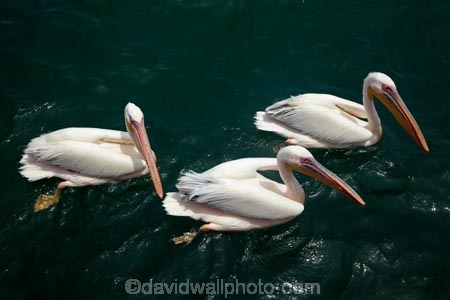 Africa;animal;animals;Atlantic-Coast;Atlantic-Ocean;avian;bird;bird-watching;birds;Eastern-White-Pelican;eco-tourism;eco_tourism;ecotourism;Fauna;Great-White-Pelican;Mola-Mola;Mola-Mola-Boat-Tours;Mola-Mola-Safaris;Mola-Mola-Tours;Namibia;Natural;Nature;Ornithology;Pelecanus-onocrotalus;Rosy-Pelican;Skeleton-Coast;Southern-Africa;Walfischbai;Walfischbucht;Walvis-Bay;Walvis-Bay-Harbour;Walvisbaai;White-Pelican;wildlife
