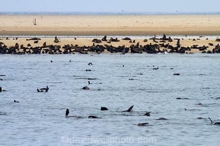 Africa;animal;animals;Arctocephalus-pusillus;Atlantic-Coast;Atlantic-Ocean;beach;beaches;boat-cruise;boat-cruises;brown-fur-seal;Cape-Fur-Seal;colonies;colony;fur-seal;fur-seals;mammal;mammals;Mola-Mola;Mola-Mola-Boat-Tours;Mola-Mola-Safaris;Mola-Mola-Tours;Namibia;Pelican-Point;sandy;seal;seal-colonies;seal-colony;seals;Skeleton-Coast;South-African-fur-seal;South-West-Africa;Southern-Africa;Walfischbai;Walfischbucht;Walvis-Bay;Walvis-Bay-Harbour;Walvisbaai;wildlife