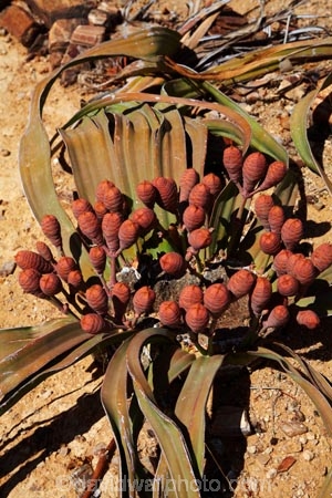 Africa;cone;cones;Damaraland;female;female-Welwitschia;female-Welwitschia-mirabilis;female-Welwitschia-plant;Kunene-District;Kunene-Region;monotypic-gymnosperm-genus;Namibia;Petrified-Forest;plant;plants;Southern-Africa;unusual-plant;unusual-plants;Welwitschia;Welwitschia-mirabilis.;Welwitschia-plant;Welwitschia-plants