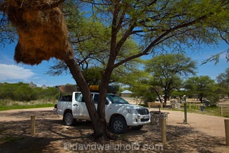 4wd;4wds;4wds;4x4;4x4s;4x4s;Africa;african;big-large;bird-nest;bird-nests;birds-nest;birds-nests;Bushlore;Bushlore-4x4;Bushlore-4x4-camper;Camp;Camp-Ground;Camp-Grounds;Camp-Site;Camp-Sites;camper;campers;campground;campgrounds;Camping;Camping-Area;Camping-Areas;Camping-Ground;Camping-Grounds;Camping-Site;Camping-Sites;Caravan-Park;Caravan-Parks;colonies;colony;communities;community;double-cab-hilux;Etosha-N.P.;Etosha-National-Park;Etosha-NP;flock;four-by-four;four-by-fours;four-wheel-drive;four-wheel-drives;game-park;game-parks;game-reserve;game-reserves;giant-nest;group;Hilux;hilux-camper;Hiluxes;Holiday;Holiday-Park;Holiday-Parks;holidays;home;huge;huge-nest;nambia;Namibia;namibian;national-park;national-parks;nest;nests;Okaukuejo;Okaukuejo-Camp;Okaukuejo-camp-ground;Okaukuejo-camp-site;Okaukuejo-campground;Okaukuejo-campsite;Okaukuejo-Rest-Camp;roof-tent;roof-tents;sociable;Sociable-Weaver-Nest;Sociable-Weavers-Nest;social;Social-Weaver-Nest;Social-Weavers-Nest;Southern-Africa;sports-utility-vehicle;sports-utility-vehicles;suv;suvs;Toyota;toyota-camper;Toyota-Hilux;Toyota-Hiluxes;Toyotas;tree;trees;twin-cab-hilux;vacation;vacations;vehicle;vehicles;weaver;weavers;wildlife-park;wildlife-parks;wildlife-reserve;wildlife-reserves