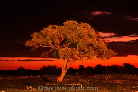 Africa;dusk;Etosha-N.P.;Etosha-National-Park;Etosha-NP;evening;floodlighting;floodlit;game-park;game-parks;game-reserve;game-reserves;Namibia;national-park;national-parks;night;night_time;nightfall;Okaukuejo;Okaukuejo-Camp;Okaukuejo-Rest-Camp;orange;silhouette;silhouettes;skies;sky;Southern-Africa;sunset;sunsets;tree;trees;twilight;wildlife-park;wildlife-parks;wildlife-reserve;wildlife-reserves