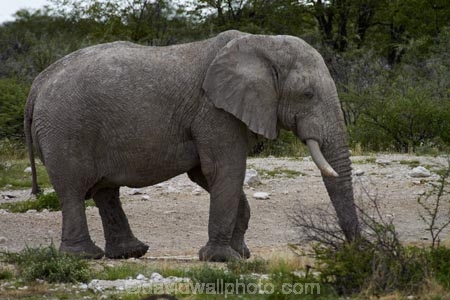 Africa;African-bush-elephant;African-bush-elephants;African-elephant;African-elephants;animal;animals;elephant;elephants;Etosha-N.P.;Etosha-National-Park;Etosha-NP;game-park;game-parks;game-reserve;game-reserves;Loxodonta-africana;mammal;mammals;Namibia;national-park;national-parks;pachyderm;pachyderms;Southern-Africa;wildlife;wildlife-park;wildlife-parks;wildlife-reserve;wildlife-reserves