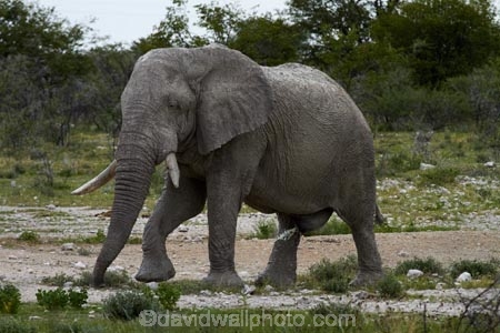 Africa;African-bush-elephant;African-bush-elephants;African-elephant;African-elephants;animal;animals;elephant;elephants;Etosha-N.P.;Etosha-National-Park;Etosha-NP;game-park;game-parks;game-reserve;game-reserves;Loxodonta-africana;mammal;mammals;Namibia;national-park;national-parks;pachyderm;pachyderms;Southern-Africa;wildlife;wildlife-park;wildlife-parks;wildlife-reserve;wildlife-reserves