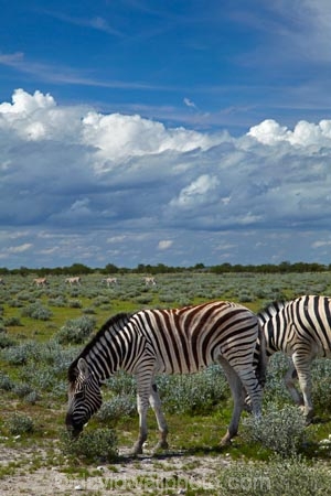 Africa;animal;animals;Burchells-zebra;cloud;clouds;cloudy;Equus-quagga;Equus-quagga-burchellii;Etosha-N.P.;Etosha-National-Park;Etosha-NP;game-park;game-parks;game-reserve;game-reserves;mammal;mammals;Namibia;national-park;national-parks;Plains-zebra;skies;sky;Southern-Africa;Steppenzebra;wildlife;wildlife-park;wildlife-parks;wildlife-reserve;wildlife-reserves;Zebra;zerbras