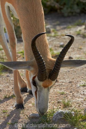 Africa;animal;animals;antelope;antelopes;Antidorcas-marsupialis;Etosha-N.P.;Etosha-National-Park;Etosha-NP;game-park;game-parks;game-reserve;game-reserves;mammal;mammals;Namibia;national-park;national-parks;Southern-Africa;springbok;springboks;wildlife;wildlife-park;wildlife-parks;wildlife-reserve;wildlife-reserves
