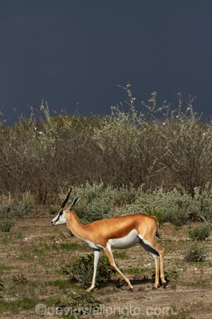 Africa;animal;animals;antelope;antelopes;Antidorcas-marsupialis;approaching-storm;approaching-storms;black-cloud;black-clouds;cloud;clouds;cloudy;dark-cloud;dark-clouds;Etosha-N.P.;Etosha-National-Park;Etosha-NP;game-park;game-parks;game-reserve;game-reserves;gray-cloud;gray-clouds;grey-cloud;grey-clouds;mammal;mammals;Namibia;national-park;national-parks;rain-cloud;rain-clouds;rain-storm;rain-storms;Southern-Africa;springbok;springboks;storm;storm-cloud;storm-clouds;storms;thunder-storm;thunder-storms;thunderstorm;thunderstorms;weather;wildlife;wildlife-park;wildlife-parks;wildlife-reserve;wildlife-reserves