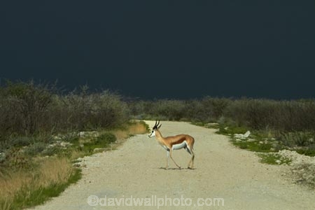 Africa;animal;animals;antelope;antelopes;Antidorcas-marsupialis;approaching-storm;approaching-storms;black-cloud;black-clouds;cloud;clouds;cloudy;dark-cloud;dark-clouds;Etosha-N.P.;Etosha-National-Park;Etosha-NP;game-park;game-parks;game-reserve;game-reserves;gravel-road;gravel-roads;gray-cloud;gray-clouds;grey-cloud;grey-clouds;mammal;mammals;metal-road;metal-roads;metalled-road;metalled-roads;Namibia;national-park;national-parks;rain-cloud;rain-clouds;rain-storm;rain-storms;road;roads;Southern-Africa;springbok;springboks;storm;storm-cloud;storm-clouds;storms;thunder-storm;thunder-storms;thunderstorm;thunderstorms;weather;wildlife;wildlife-park;wildlife-parks;wildlife-reserve;wildlife-reserves