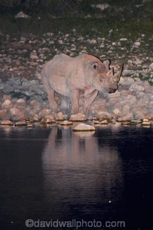 Africa;animal;animals;black-rhinoceros;calm;Diceros-bicornis;drink;drinking;dusk;Etosha-N.P.;Etosha-National-Park;Etosha-NP;evening;floodlighting;floodlit;game-park;game-parks;game-reserve;game-reserves;hook-lipped-rhinoceros;hook_lipped-rhinoceros;mammal;mammals;Namibia;national-park;national-parks;night;night_time;nightfall;Okaukuejo;Okaukuejo-waterhole;placid;quiet;reflected;reflection;reflections;rhino;rhinoceros;rhinoceroses;rhinocerotes;rhinos;serene;smooth;Southern-Africa;still;tranquil;twilight;water;waterhole;waterholes;wildlife;wildlife-park;wildlife-parks;wildlife-reserve;wildlife-reserves
