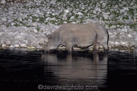 Africa;animal;animals;black-rhinoceros;calm;Diceros-bicornis;drink;drinking;dusk;Etosha-N.P.;Etosha-National-Park;Etosha-NP;evening;floodlighting;floodlit;game-park;game-parks;game-reserve;game-reserves;hook-lipped-rhinoceros;hook_lipped-rhinoceros;mammal;mammals;Namibia;national-park;national-parks;night;night_time;nightfall;Okaukuejo;Okaukuejo-waterhole;placid;quiet;reflected;reflection;reflections;rhino;rhinoceros;rhinoceroses;rhinocerotes;rhinos;serene;smooth;Southern-Africa;still;tranquil;twilight;water;waterhole;waterholes;wildlife;wildlife-park;wildlife-parks;wildlife-reserve;wildlife-reserves