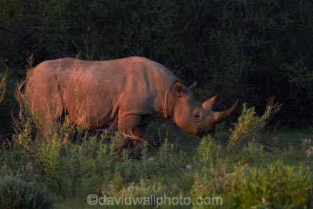 Africa;animal;animals;black-rhinoceros;Diceros-bicornis;Etosha-N.P.;Etosha-National-Park;Etosha-NP;game-park;game-parks;game-reserve;game-reserves;hook-lipped-rhinoceros;hook_lipped-rhinoceros;mammal;mammals;Namibia;national-park;national-parks;rhino;rhinoceros;rhinoceroses;rhinocerotes;rhinos;Southern-Africa;wildlife;wildlife-park;wildlife-parks;wildlife-reserve;wildlife-reserves
