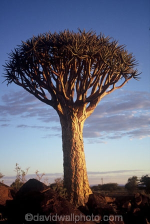 Kokerboom-Tree;Quiver-Tree;Keetmanshoop;southern-Namibia;Namibia;Africa;bark;quivers;trees;africa;forest;forests;last-light;plant;plants;vegetation;nature;botany
