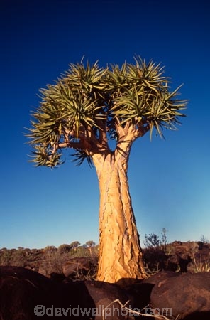 Kokerboom;Quiver;tree;trees;keetmanshoop;Namibia;aloe-dichotoma;bark;quivers;africa;african;forest;forests;plant;plants;vegetation;nature;botany;sky