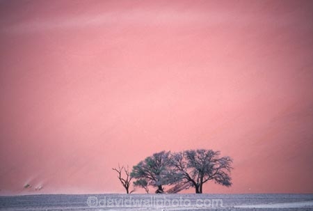 Dune-45;Namib_Naukluft-National-Park;National-Park;Namibia;Southern-Africa;Africa;african;plain;plains;landscape;sand;sand_dune;sand_dunes;sand-dune;sand-dunes;dune;dunes;sparse;empty;desert;deserted;africa;african;wilderness;sandy;vast;barren;desolate;desolation;solitude;solitary;dried;dry;outdoor;outdoors;outside;surface;surfaces