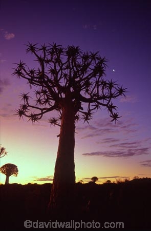 Kokerboom-Tree;Kokerboom-Trees;Quiver-Tree;Quiver-Trees;Keetmanshoop;southern-Namibia;Africa;African;bark;quivers;trees;africa;forest;forests;last-light;plant;plants;vegetation;nature;botany;sunset;sunsets;sky;dusk;twilight;tree;kokerboom;kokerbooms;quiver;quivers