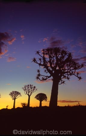 Kokerboom-Tree;Kokerboom-Trees;Quiver-Tree;Quiver-Trees;Keetmanshoop;southern-Namibia;Africa;African;bark;quivers;trees;africa;forest;forests;last-light;plant;plants;vegetation;nature;botany;sunset;sunsets;sky;dusk;twilight;tree;kokerboom;kokerbooms;quiver;quivers