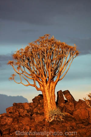 karas;karas-region;africa;african;aloe;Aloe-dichotoma;aloes;bark;botany;desert;desert-plant;desert-plants;forest;forests;Keetmanshoop;kokerboom-forest;Kokerboom-Tree;Kokerboom-Trees;Mesosaurus-Camp;Mesosaurus-Fossil-Camp;nambia;Namib-Desert;Namibia;namibian;nature;plant;plants;Quiver-Tree;quiver-tree-forest;Quiver-Trees;quivers;quivertree-forest;Southern-Africa;Southern-Namiba;southern-Namibia;tree;trees;unusual;vegetation