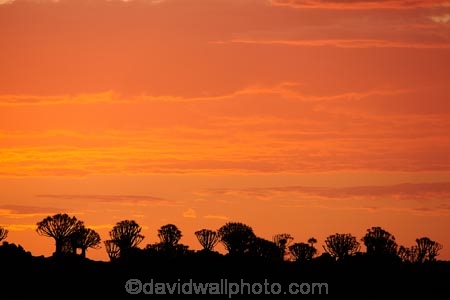 karas;karas-region;africa;african;aloe;Aloe-dichotoma;aloes;bark;botany;cloud;clouds;desert;desert-plant;desert-plants;dusk;evening;forest;forests;Keetmanshoop;kokerboom-forest;Kokerboom-Tree;Kokerboom-Trees;Mesosaurus-Camp;Mesosaurus-Fossil-Camp;nambia;Namib-Desert;Namibia;namibian;nature;night;night_time;nightfall;plant;plants;Quiver-Tree;quiver-tree-forest;Quiver-Trees;quivers;quivertree-forest;Southern-Africa;Southern-Namiba;southern-Namibia;sunset;sunsets;tree;trees;twilight;unusual;vegetation