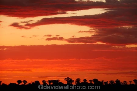 karas;karas-region;africa;african;aloe;Aloe-dichotoma;aloes;bark;botany;cloud;clouds;desert;desert-plant;desert-plants;dusk;evening;forest;forests;Keetmanshoop;kokerboom-forest;Kokerboom-Tree;Kokerboom-Trees;Mesosaurus-Camp;Mesosaurus-Fossil-Camp;nambia;Namib-Desert;Namibia;namibian;nature;night;night_time;nightfall;plant;plants;Quiver-Tree;quiver-tree-forest;Quiver-Trees;quivers;quivertree-forest;Southern-Africa;Southern-Namiba;southern-Namibia;sunset;sunsets;tree;trees;twilight;unusual;vegetation