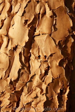 karas;karas-region;africa;african;aloe;Aloe-dichotoma;aloes;bark;botany;desert;desert-plant;desert-plants;Keetmanshoop;Kokerboom-Tree;Kokerboom-Trees;Mesosaurus-Camp;Mesosaurus-Fossil-Camp;nambia;Namib-Desert;Namibia;namibian;nature;plant;plants;Quiver-Tree;Quiver-Trees;quivers;Southern-Africa;Southern-Namiba;southern-Namibia;texture;tree;tree-trunk;tree-trunks;trees;trunk;trunks;vegetation