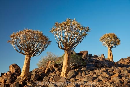 karas;karas-region;africa;african;aloe;Aloe-dichotoma;aloes;bark;botany;desert;desert-plant;desert-plants;forest;forests;Keetmanshoop;kokerboom-forest;Kokerboom-Tree;Kokerboom-Trees;Mesosaurus-Camp;Mesosaurus-Fossil-Camp;nambia;Namib-Desert;Namibia;namibian;nature;plant;plants;Quiver-Tree;quiver-tree-forest;Quiver-Trees;quivers;quivertree-forest;Southern-Africa;Southern-Namiba;southern-Namibia;tree;trees;vegetation