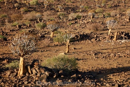 karas;karas-region;africa;african;aloe;Aloe-dichotoma;aloes;bark;botany;desert;desert-plant;desert-plants;forest;forests;Keetmanshoop;kokerboom-forest;Kokerboom-Tree;Kokerboom-Trees;Mesosaurus-Camp;Mesosaurus-Fossil-Camp;nambia;Namib-Desert;Namibia;namibian;nature;plant;plants;Quiver-Tree;quiver-tree-forest;Quiver-Trees;quivers;quivertree-forest;Southern-Africa;Southern-Namiba;southern-Namibia;tree;trees;vegetation