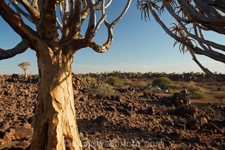 karas;karas-region;4wd-camper;4x4-camper;africa;african;aloe;Aloe-dichotoma;aloes;bark;botany;Camp;Camp-Ground;Camp-Grounds;Camp-Site;Camp-Sites;camper;campers;campground;campgrounds;Camping;Camping-Area;Camping-Areas;Camping-Ground;Camping-Grounds;Camping-Site;Camping-Sites;Caravan-Park;Caravan-Parks;desert;desert-plant;desert-plants;forest;forests;Holiday;Holiday-Park;Holiday-Parks;holidays;Keetmanshoop;kokerboom-forest;Kokerboom-Tree;Kokerboom-Trees;Mesosaurus-Camp;Mesosaurus-Fossil-Camp;nambia;Namib-Desert;Namibia;namibian;nature;plant;plants;Quiver-Tree;quiver-tree-forest;Quiver-Trees;quivers;quivertree-forest;Southern-Africa;Southern-Namiba;southern-Namibia;torusim;travel;tree;trees;vacation;vacations;vegetation