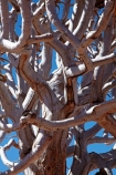 Africa;aloe;Aloe-dichotoma;aloes;bark;botany;desert-plant;desert-plants;Gondwana-Canon-park;Kokerboom-Tree;Kokerboom-Trees;Namibia;nature;plant;plants;Quiver-Tree;Quiver-Trees;quivers;Southern-Africa;Southern-Namiba;southern-Namibia;trees;vegetation