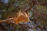 Acacia-tree;Acacia-trees;africa;african;big-large;bird-nest;bird-nests;birds-nest;birds-nests;colonies;colony;communities;community;flock;giant-nest;Gondwana-Canon-park;group;home;huge;huge-nest;nambia;Namibia;namibian;nest;nests;sociable;Sociable-Weavers-Nest;social;Southern-Africa;Southern-Namiba;tree;trees;weaver;weavers