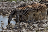 Africa;animal;animals;Burchells-zebra;Equus-quagga;Equus-quagga-burchellii;Etosha-N.P.;Etosha-National-Park;Etosha-NP;game-park;game-parks;game-reserve;game-reserves;mammal;mammals;Namibia;national-park;national-parks;Okaukuejo-waterhole;Plains-zebra;Southern-Africa;Steppenzebra;waterhole;waterholes;wildlife;wildlife-park;wildlife-parks;wildlife-reserve;wildlife-reserves;Zebra;zerbras