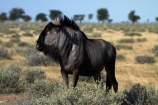 Africa;animal;animals;antelope;antelopes;blue-wildebeest;blue-wildebeests;common-wildebeest;common-wildebeests;Connochaetes-taurinus;Etosha-N.P.;Etosha-National-Park;Etosha-NP;game-park;game-parks;game-reserve;game-reserves;gnu;gnus;mammal;mammals;Namibia;national-park;national-parks;Southern-Africa;white_bearded-gnu;white_bearded-gnus;white_bearded-wildebeest;white_bearded-wildebeests;wildebeest;wildebeesties;wildebeests;wildlife;wildlife-park;wildlife-parks;wildlife-reserve;wildlife-reserves