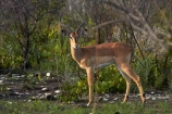 Aepyceros-melampus;Aepyceros-melampus-petersi;Africa;animal;animals;antelope;antelopes;black-faced-impala;black-faced-impalas;black_faced-impala;black_faced-impalas;blackfaced-impala;blackfaced-impalas;Etosha-N.P.;Etosha-National-Park;Etosha-NP;game-park;game-parks;game-reserve;game-reserves;game-viewing;impala;impalas;male;males;mammal;mammals;Namibia;national-park;national-parks;Southern-Africa;wildlife;wildlife-park;wildlife-parks;wildlife-reserve;wildlife-reserves