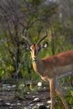 Aepyceros-melampus;Aepyceros-melampus-petersi;Africa;animal;animals;antelope;antelopes;black-faced-impala;black-faced-impalas;black_faced-impala;black_faced-impalas;blackfaced-impala;blackfaced-impalas;Etosha-N.P.;Etosha-National-Park;Etosha-NP;game-park;game-parks;game-reserve;game-reserves;game-viewing;impala;impalas;male;males;mammal;mammals;Namibia;national-park;national-parks;Southern-Africa;wildlife;wildlife-park;wildlife-parks;wildlife-reserve;wildlife-reserves