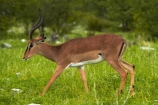 Aepyceros-melampus;Aepyceros-melampus-petersi;Africa;animal;animals;antelope;antelopes;black-faced-impala;black-faced-impalas;black_faced-impala;black_faced-impalas;blackfaced-impala;blackfaced-impalas;Etosha-N.P.;Etosha-National-Park;Etosha-NP;game-park;game-parks;game-reserve;game-reserves;game-viewing;impala;impalas;male;males;mammal;mammals;Namibia;national-park;national-parks;Southern-Africa;wildlife;wildlife-park;wildlife-parks;wildlife-reserve;wildlife-reserves