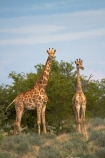 Africa;Angolan-giraffe;animal;animals;Etosha-N.P.;Etosha-National-Park;Etosha-NP;game-park;game-parks;game-reserve;game-reserves;Giraffa-camelopardalis;Giraffa-camelopardalis-angolensis;giraffe;giraffes;mammal;mammals;Namibia;national-park;national-parks;Southern-Africa;wildlife;wildlife-park;wildlife-parks;wildlife-reserve;wildlife-reserves
