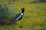 Africa;Afrotis-afraoides;Animal;animals;avian;bird;bird-spotting;bird-watching;bird_watching;birds;Black-Korhaan;Black-Korhaans;eco-tourism;eco_tourism;ecotourism;Etosha-N.P.;Etosha-National-Park;Etosha-NP;Fauna;game-drive;game-park;game-parks;game-reserve;game-reserves;game-viewing;Korhaan;Korhaans;Namibia;national-park;national-parks;natural;nature;Northern-Black-Korhaan;Northern-Black-Korhaans;Ornithology;reserve;reserves;Southern-Africa;White_quilled-Bustard;White_quilled-Bustards;wild;wilderness;wildlife;wildlife-park;wildlife-parks;wildlife-reserve;wildlife-reserves