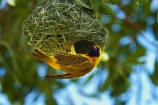 Africa;African-Masked-Weaver;African-Masked-Weavers;animal;animals;avian;bird;bird-nest;bird-nests;bird-spotting;bird-watching;bird_watching;birds;birds-nest;birds-nests;eco-tourism;eco_tourism;ecotourism;Etosha-N.P.;Etosha-National-Park;Etosha-NP;Fauna;game-park;game-parks;game-reserve;game-reserves;mammal;mammals;Masked-Weaver;Masked-Weavers;Namibia;national-park;national-parks;Natural;Nature;nest;nests;Ornithology;Ploceus-velatus;Southern-Africa;Southern-Masked-Weaver;Southern-Masked-Weavers;tree;trees;Weaver;Weavers;wild;wildlife;wildlife-park;wildlife-parks;wildlife-reserve;wildlife-reserves