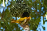Africa;African-Masked-Weaver;African-Masked-Weavers;animal;animals;avian;bird;bird-nest;bird-nests;bird-spotting;bird-watching;bird_watching;birds;birds-nest;birds-nests;eco-tourism;eco_tourism;ecotourism;Etosha-N.P.;Etosha-National-Park;Etosha-NP;Fauna;game-park;game-parks;game-reserve;game-reserves;mammal;mammals;Masked-Weaver;Masked-Weavers;Namibia;national-park;national-parks;Natural;Nature;nest;nests;Ornithology;Ploceus-velatus;Southern-Africa;Southern-Masked-Weaver;Southern-Masked-Weavers;tree;trees;Weaver;Weavers;wild;wildlife;wildlife-park;wildlife-parks;wildlife-reserve;wildlife-reserves