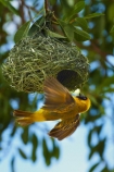 Africa;African-Masked-Weaver;African-Masked-Weavers;animal;animals;avian;bird;bird-nest;bird-nests;bird-spotting;bird-watching;bird_watching;birds;birds-nest;birds-nests;eco-tourism;eco_tourism;ecotourism;Etosha-N.P.;Etosha-National-Park;Etosha-NP;Fauna;game-park;game-parks;game-reserve;game-reserves;mammal;mammals;Masked-Weaver;Masked-Weavers;Namibia;national-park;national-parks;Natural;Nature;nest;nests;Ornithology;Ploceus-velatus;Southern-Africa;Southern-Masked-Weaver;Southern-Masked-Weavers;tree;trees;Weaver;Weavers;wild;wildlife;wildlife-park;wildlife-parks;wildlife-reserve;wildlife-reserves