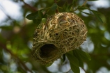 Africa;African-Masked-Weaver;African-Masked-Weavers;Animal;animals;avian;bird;bird-nest;bird-nests;bird-spotting;bird-watching;bird_watching;birds;birds-nest;birds-nests;eco-tourism;eco_tourism;ecotourism;Etosha-N.P.;Etosha-National-Park;Etosha-NP;Fauna;game-drive;game-park;game-parks;game-reserve;game-reserves;game-viewing;Masked-Weaver;Masked-Weavers;Namibia;national-park;national-parks;Natural;Nature;nest;nests;Ornithology;Ploceus-velatus;reserve;reserves;Southern-Africa;Southern-Masked-Weaver;Southern-Masked-Weavers;tree;trees;Weaver;weaver-nest;Weavers;weavers-nests;wild;wilderness;wildlife;wildlife-park;wildlife-parks;wildlife-reserve;wildlife-reserves