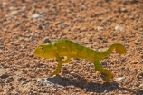 Africa;chamaeleon;Chameleon;Chameleons;Etosha-N.P.;Etosha-National-Park;Etosha-NP;game-park;game-parks;game-reserve;game-reserves;lizard;lizards;Namibia;national-park;national-parks;reptile;reptiles;Southern-Africa;wildlife-park;wildlife-parks;wildlife-reserve;wildlife-reserves
