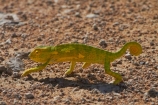 Africa;chamaeleon;Chameleon;Chameleons;Etosha-N.P.;Etosha-National-Park;Etosha-NP;game-park;game-parks;game-reserve;game-reserves;lizard;lizards;Namibia;national-park;national-parks;reptile;reptiles;Southern-Africa;wildlife-park;wildlife-parks;wildlife-reserve;wildlife-reserves