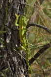 Africa;chamaeleon;Chameleon;Chameleons;Etosha-N.P.;Etosha-National-Park;Etosha-NP;game-park;game-parks;game-reserve;game-reserves;lizard;lizards;Namibia;national-park;national-parks;reptile;reptiles;Southern-Africa;wildlife-park;wildlife-parks;wildlife-reserve;wildlife-reserves
