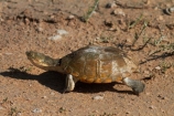 Africa;Etosha-N.P.;Etosha-National-Park;Etosha-NP;game-park;game-parks;game-reserve;game-reserves;Marsh-terrapin;Marsh-terrapins;Namibia;national-park;national-parks;Pelomedusa-subrufa;Southern-Africa;terrapin;terrapins;tortoise;tortoises;turtle;turtles;wildlife-park;wildlife-parks;wildlife-reserve;wildlife-reserves