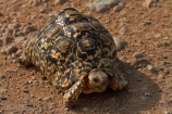 Africa;African-Leopard-Tortoise;African-Leopard-Tortoises;animal;animals;Etosha-N.P.;Etosha-National-Park;Etosha-NP;game-park;game-parks;game-reserve;game-reserves;Leopard-tortoise;Leopard-tortoises;mammal;mammals;Namibia;national-park;national-parks;reptile;reptiles;slow;Southern-Africa;Stigmochelys-pardalis;tortoise;tortoises;turtle;turtles;wildlife;wildlife-park;wildlife-parks;wildlife-reserve;wildlife-reserves