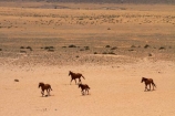 Africa;Aus;desert;desert-horse;desert-horses;deserts;dry;equestrian;feral-desert-horses;feral-horse;feral-horses;Garub;herd;herds;horse;horses;Namib-Desert;Namib-Naukluft-N.P.;Namib-Naukluft-National-Park;Namib-Naukluft-NP;Namib_Naukluft-N.P.;Namib_Naukluft-National-Park;Namib_Naukluft-NP;Namibia;Southern-Africa;Southern-Namiba;wild-desert-horses;wild-horse;wild-horses