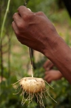 Africa;African;African-bush;bush;bush-potato;bush-potatoes;Bushman;Bushman-Living-Museum;Bushmanland;Bushmen;cultural;cultural-exchange;culture;edible-root;edible-roots;forager-society;Grashoek-Living-Museum;Grashoek-village;hunter_gatherer;Hunting-and-gathering;Ju-Hoansi_San-Living-Museum;JuHoansi;JuHoansi_San-people;Living-Museum;Living-Museum-of-the-Ju-Hoansi_San;Living-Museum-of-the-JuHoansi_San;Living-Museums;Namibia;Otjozondjupa-District;Otjozondjupa-Region;people;person;San;San-Living-Museum;San-people;Southern-Africa;tradition;traditional;Traditional-Bushman-Culture;Traditional-San-Culture;tree-root;tree-roots;tribe